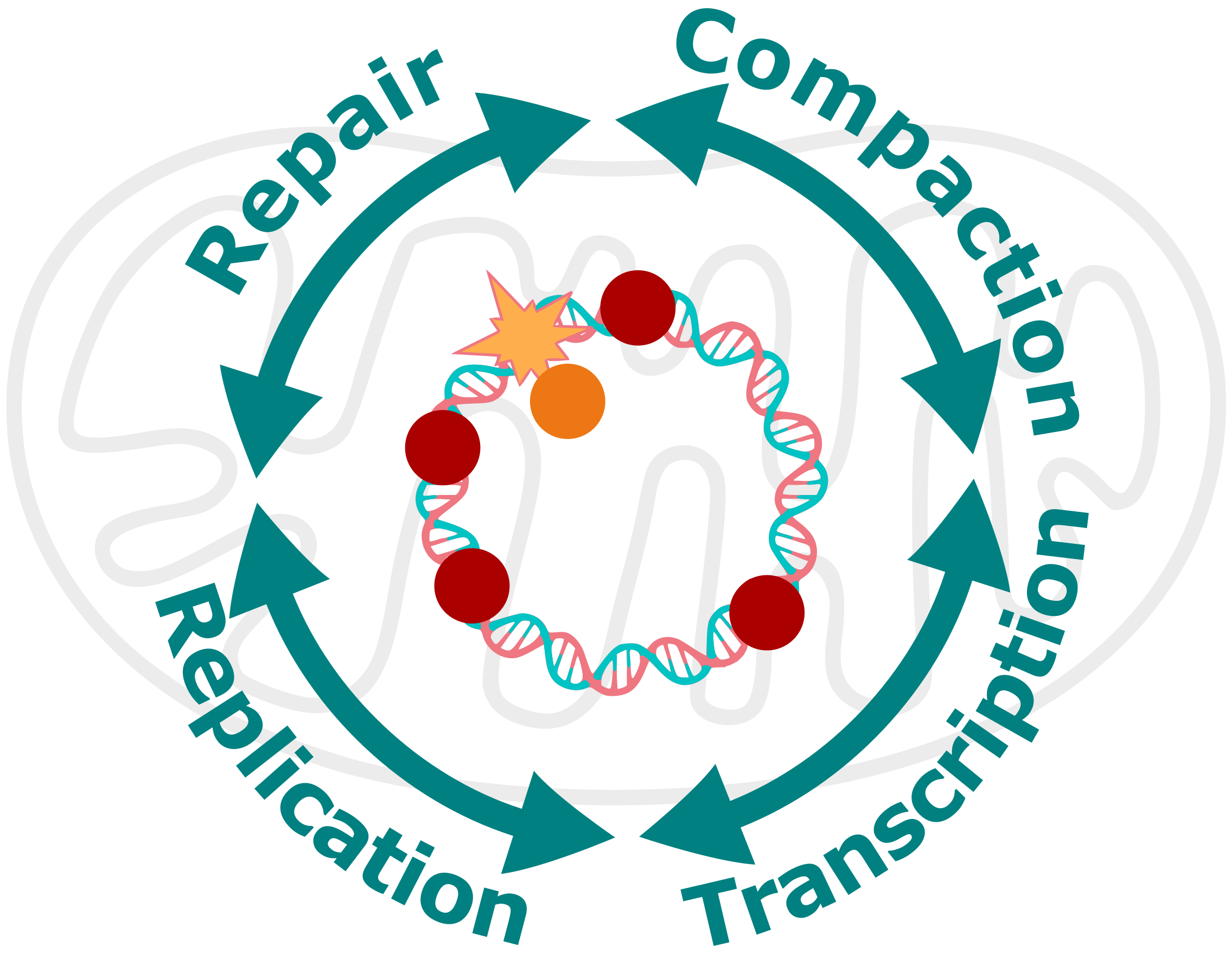 illustrative scheme of the interplay between replication, repair, transcription and compaction of mtDNA