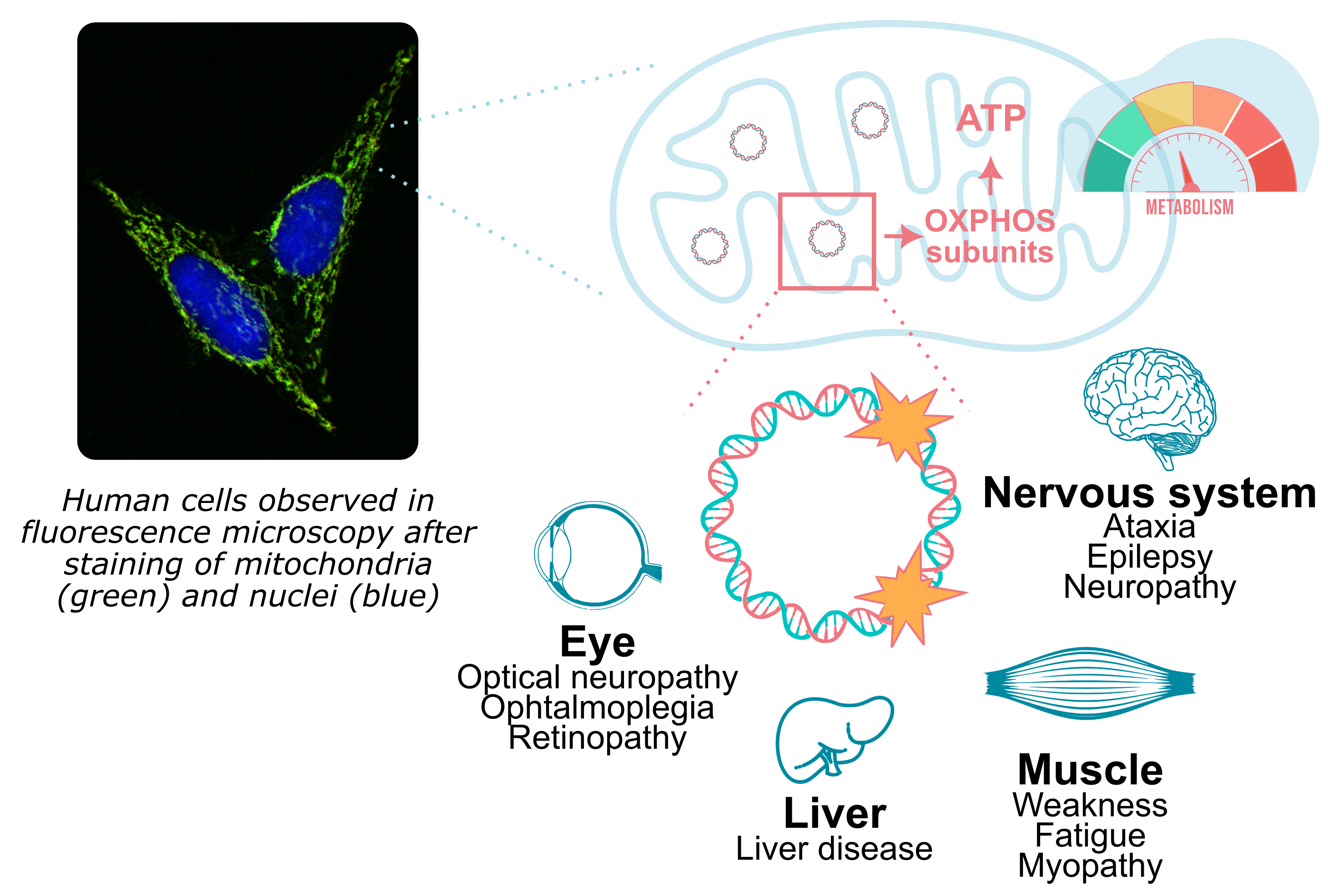 microscopy image of cells showing the mitochondrial networks and the nuclei ; scheme showing the disorders caused by mtDNA mutations.