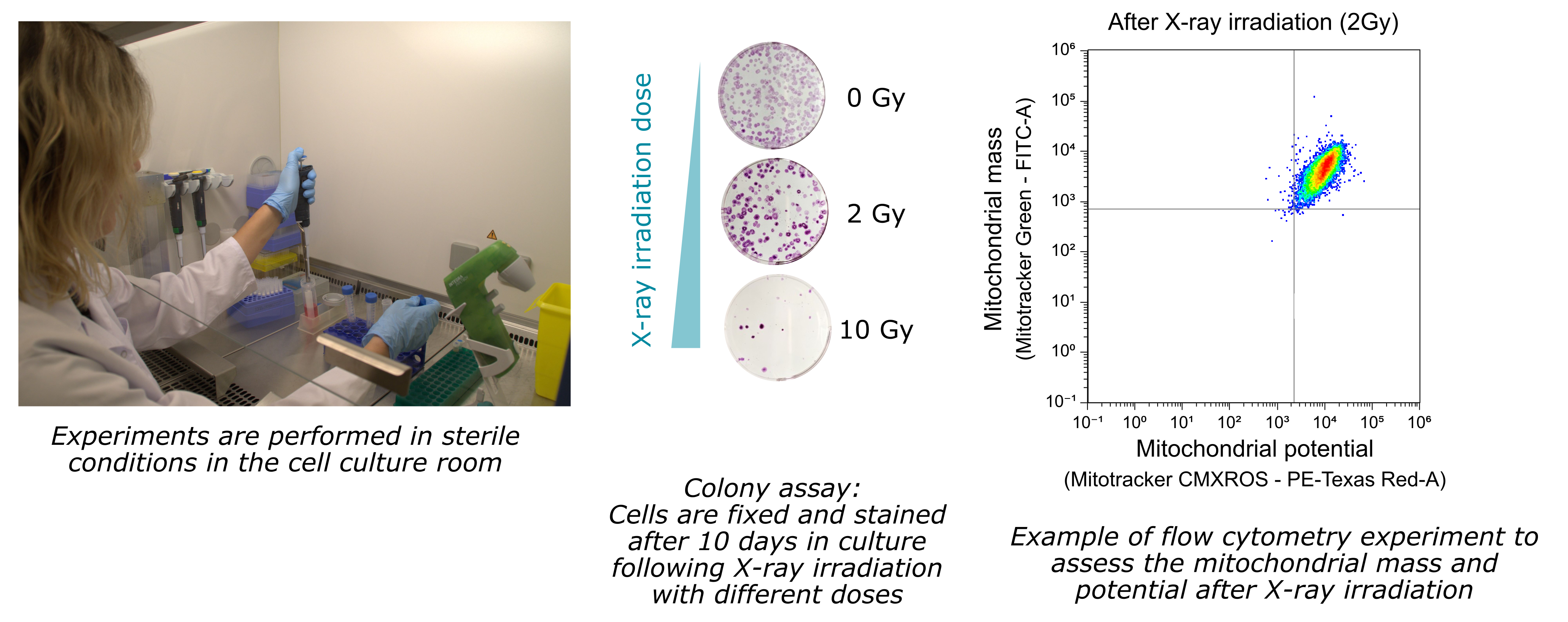 Examples of experiments to assess the impact of X-rays on cells and mitochondria.
